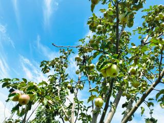 康斯特的果子熟啦！
